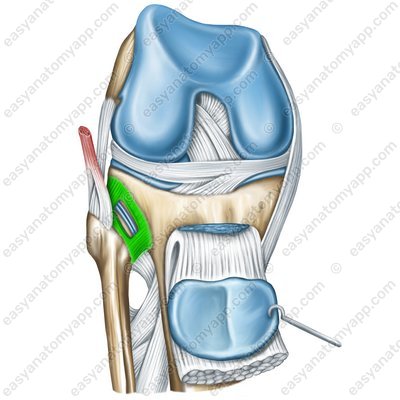 Anterior ligament of the fibular head (lig. capitis fibulae anterius)